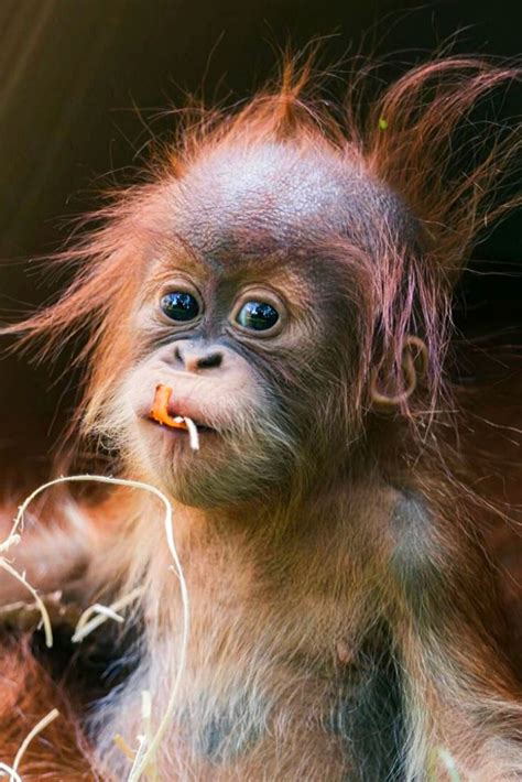 orangutan yavrusu
